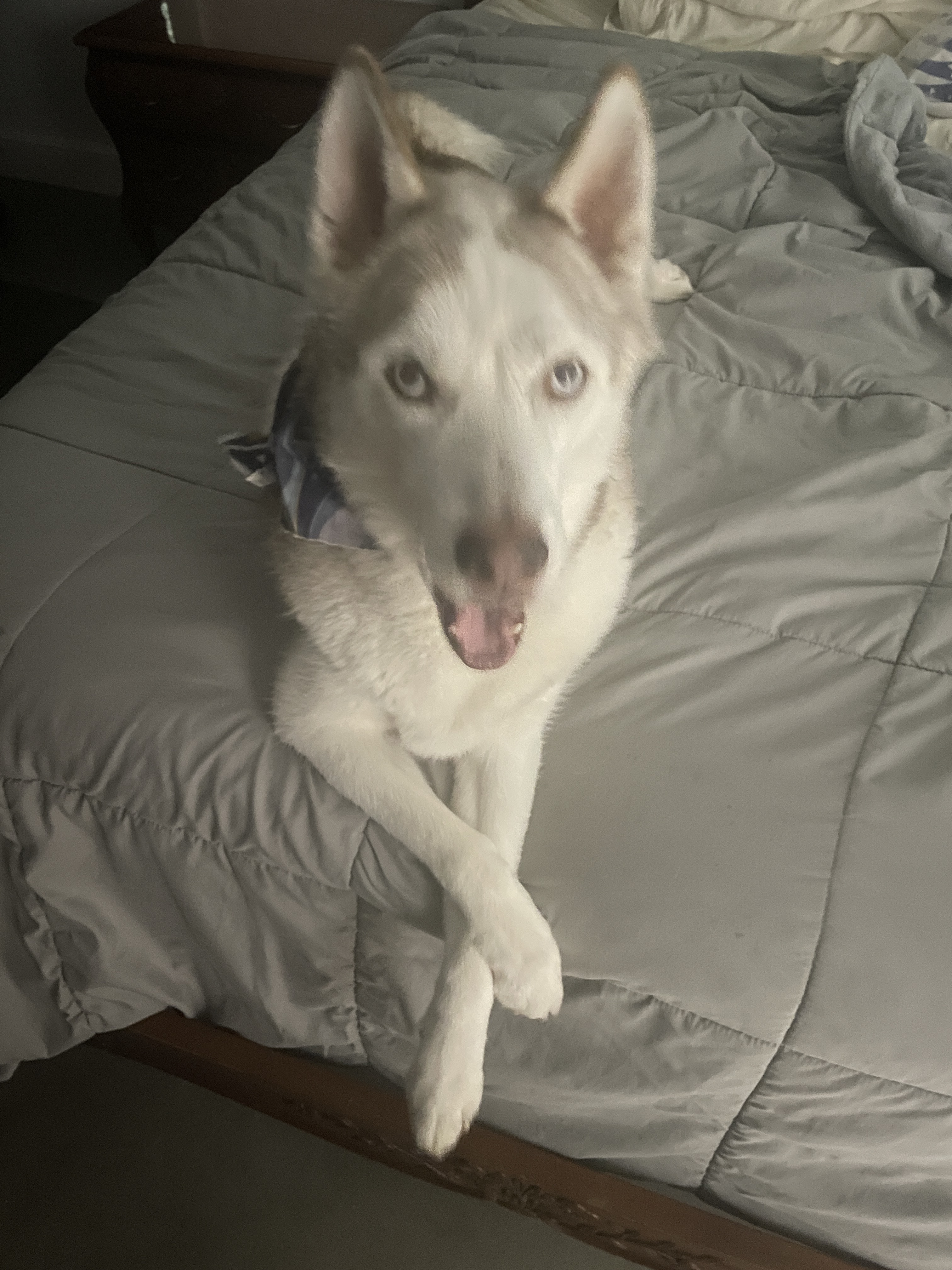 keegan in bed with his paws crossed