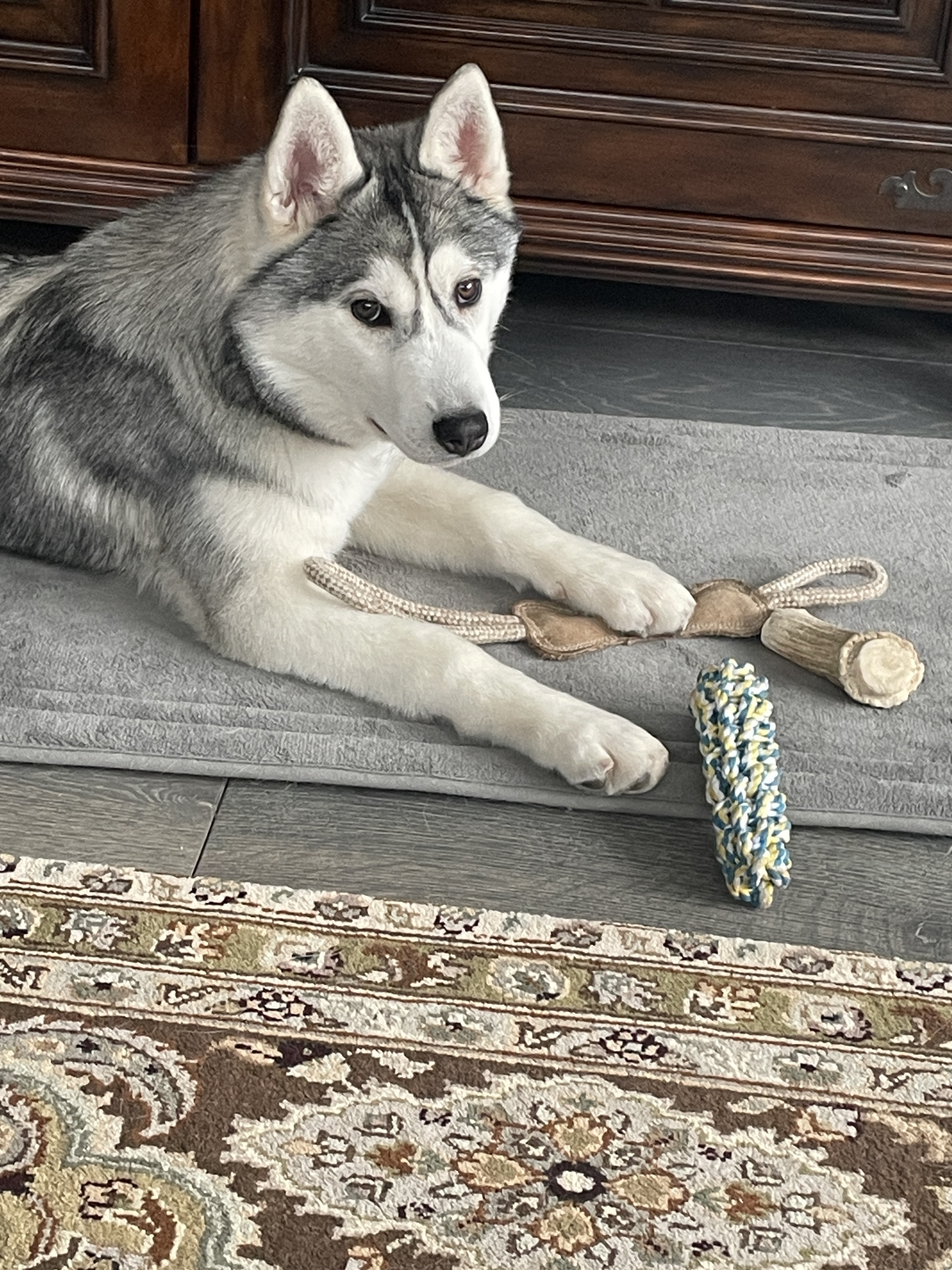 Koda with his toys