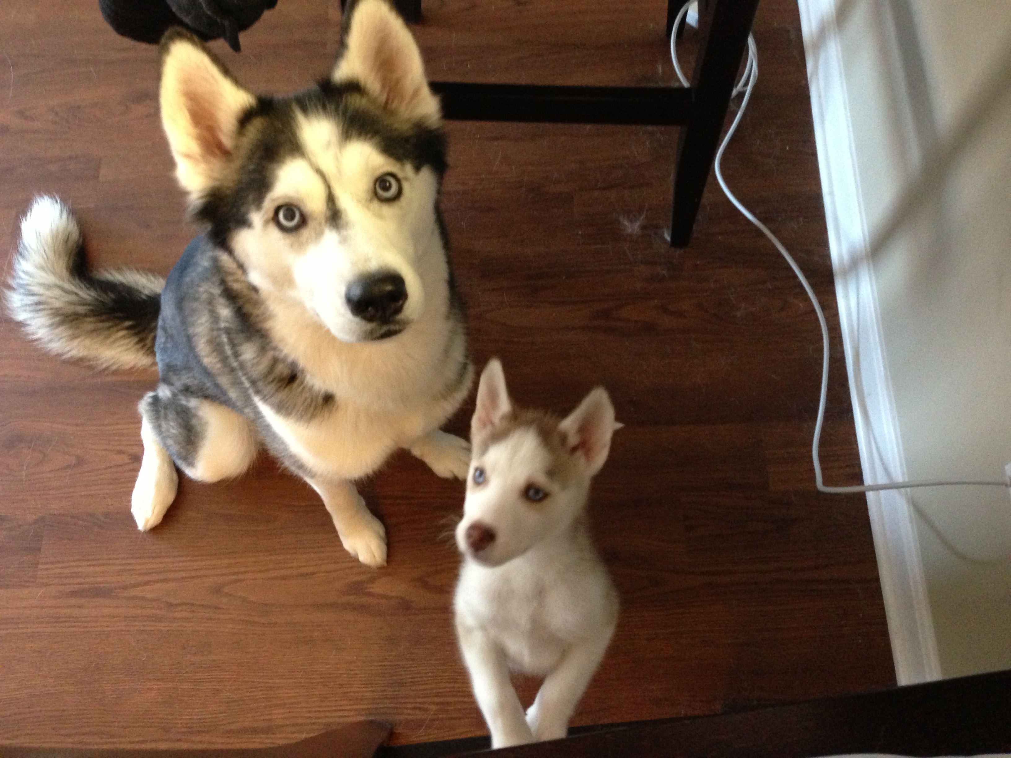 Kya and Keegan looking up at the camera