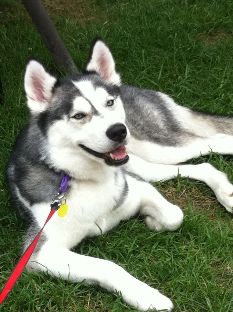 Kya laying in the grass as a puppy