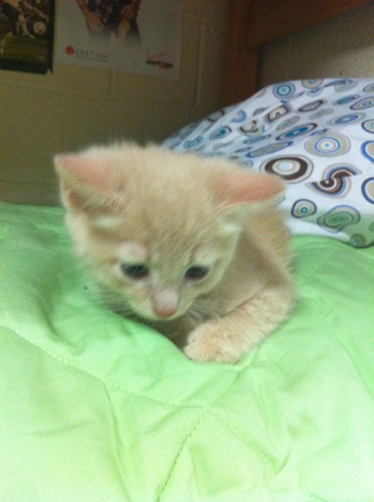 Opee as a kitten